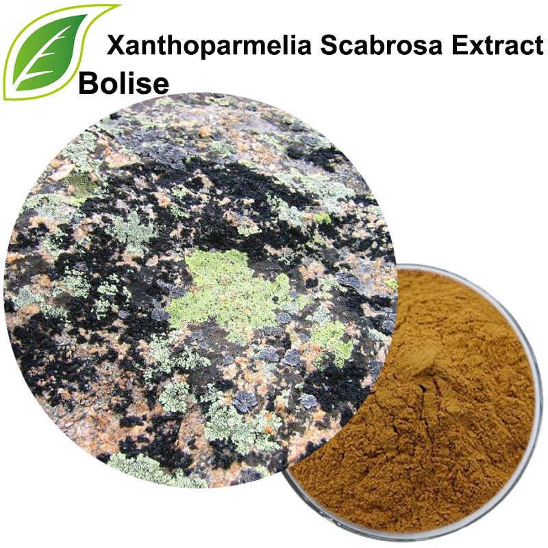 Xanthoparmelia Scabrosa ekstrakt