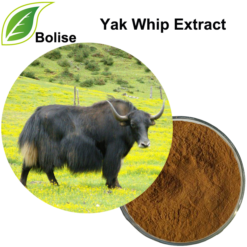 Yak Whip-extract