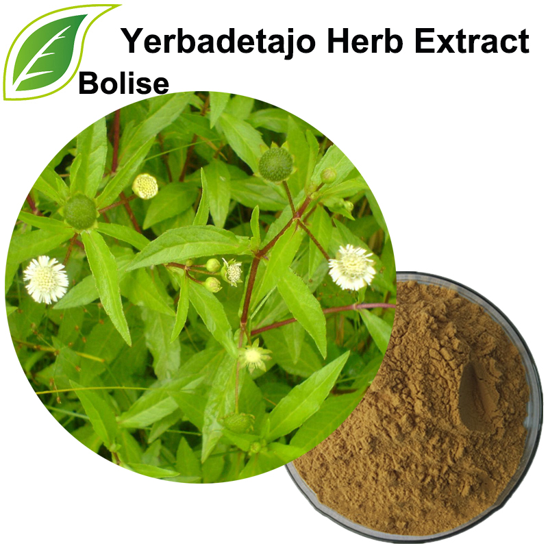 Yerbadetajo Herb Extract (Herba Ecliptae Extract)