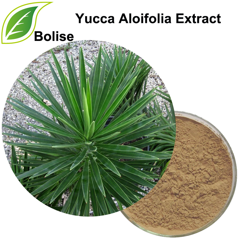 Dondoo ya Yucca Aloifolia