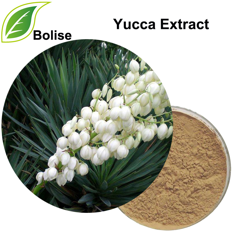 Ekstrak Yucca