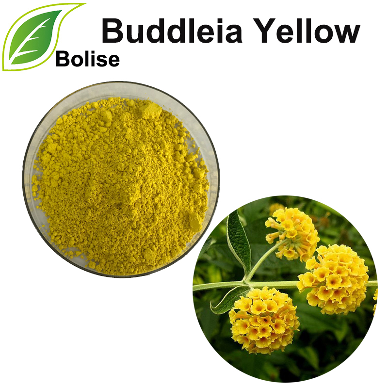 Buddleia Yellow