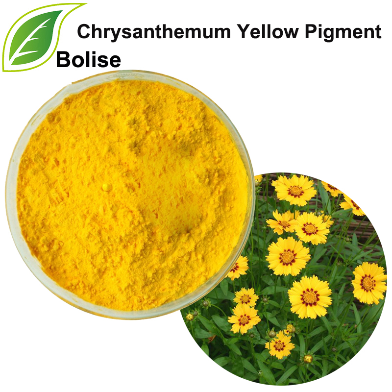Krizantema žuti pigment