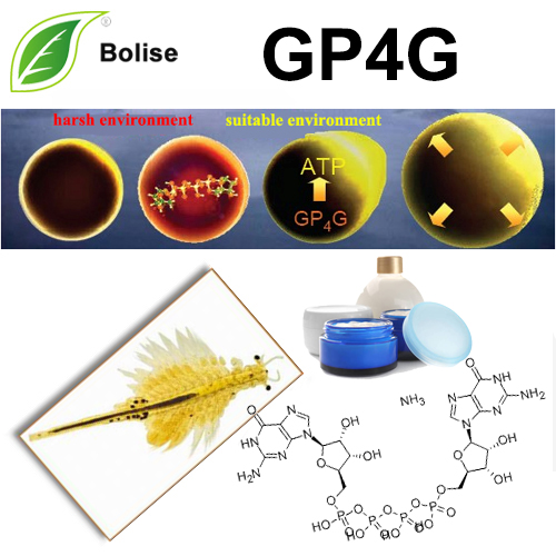 GP4G(Diguanosine Tetraphosphate) GP4G(Diguanosine Tetraphosphate)