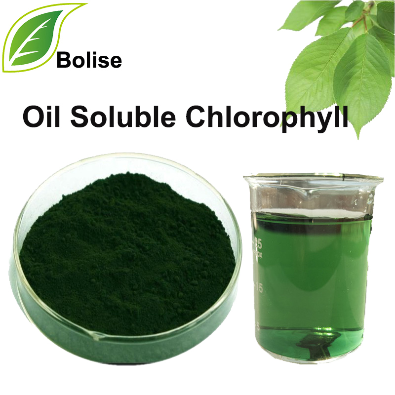 In olie oplosbaar chlorofyl