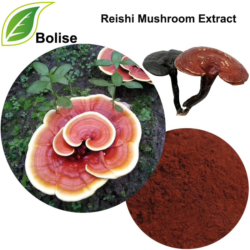 Reishi मशरूम निकासी पाउडर