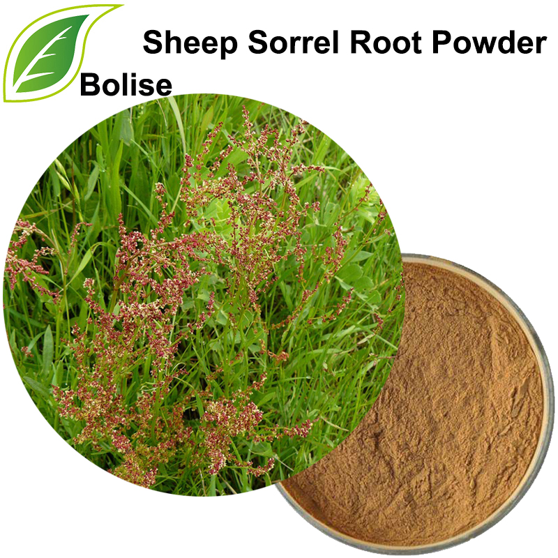 Sheep Sorrel Root Powder