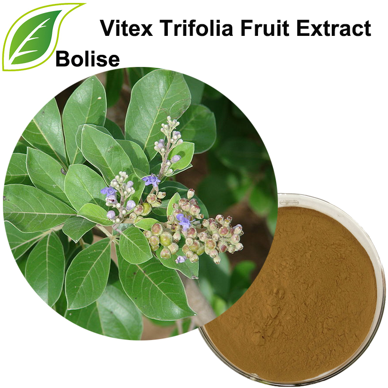 Extrato de fruta Vitex Trifolia (5% vitexicarpina)