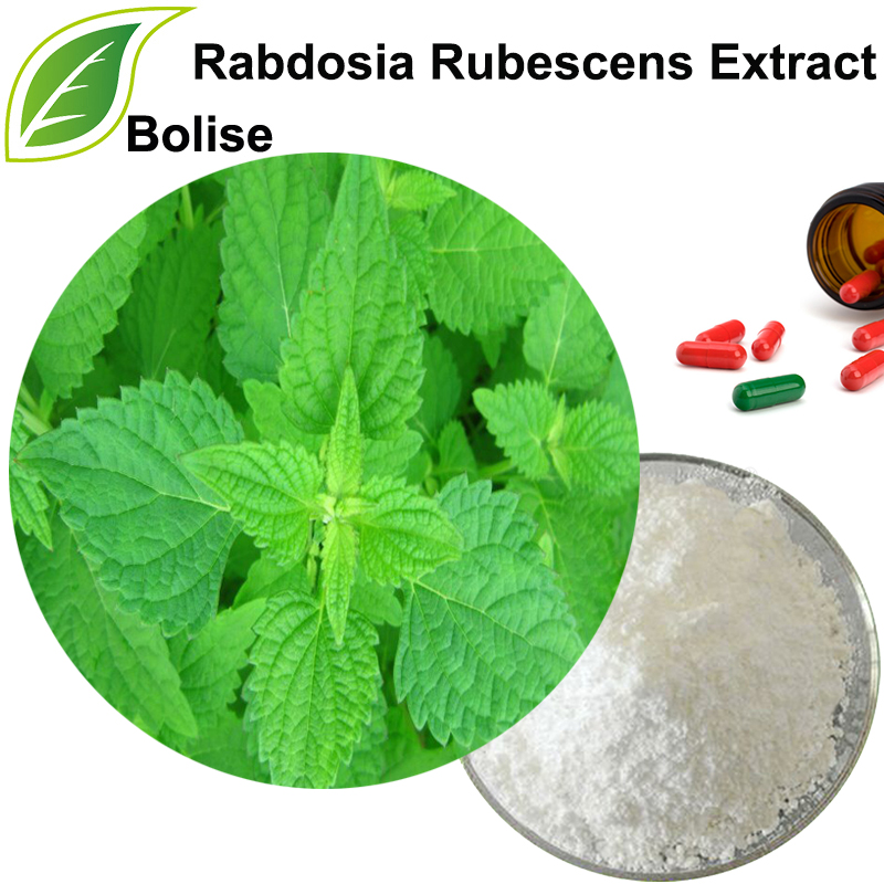 Rabdosia Rubescens Extract