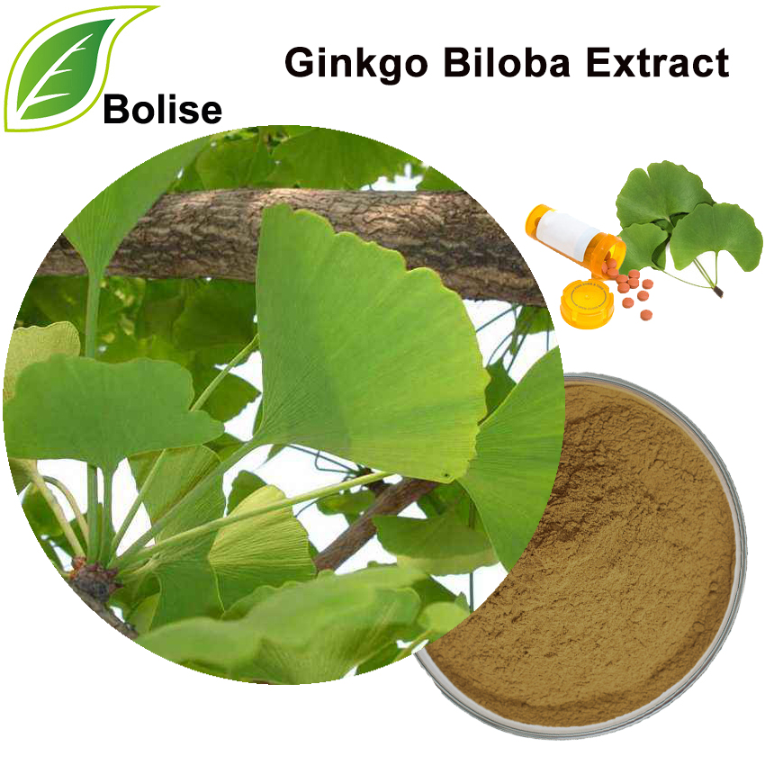 Ginkgo Biloba Extract (Maidenhair Tree Extract)