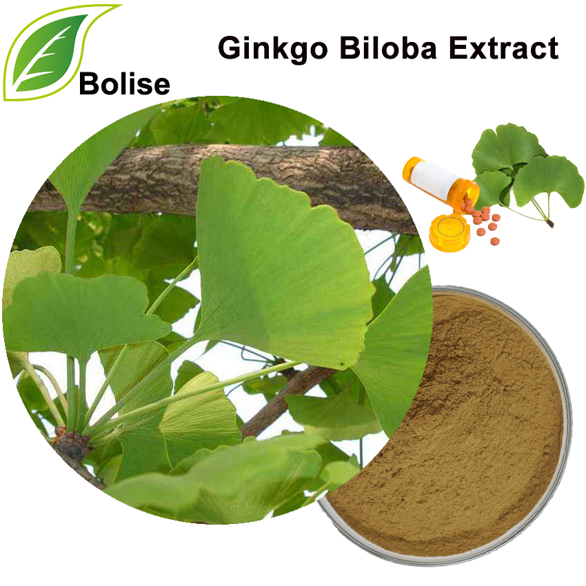 Ginkgo Biloba Extract (สารสกัดจากต้นไมเดนเฮาร์)