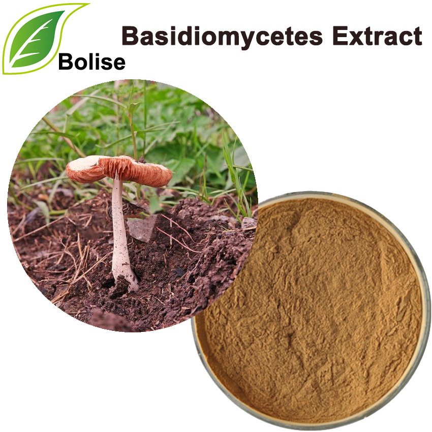 Basidiomycetes Extract