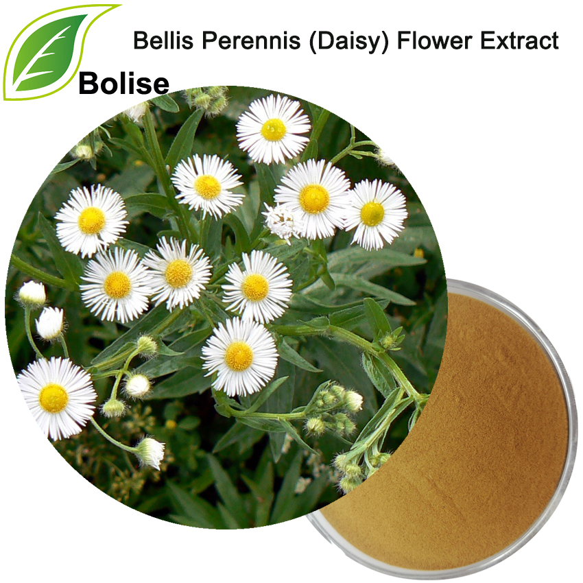 Bellis Perennis (Papatya) Çiçek Özü
