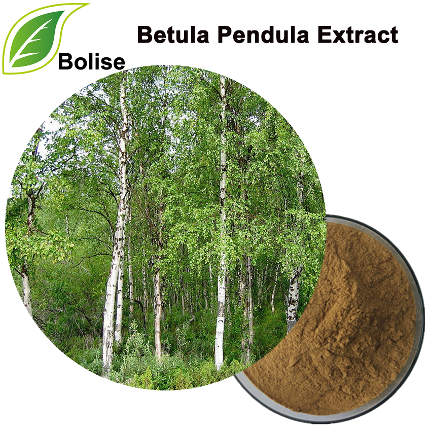 Ekstrak Betula Pendula