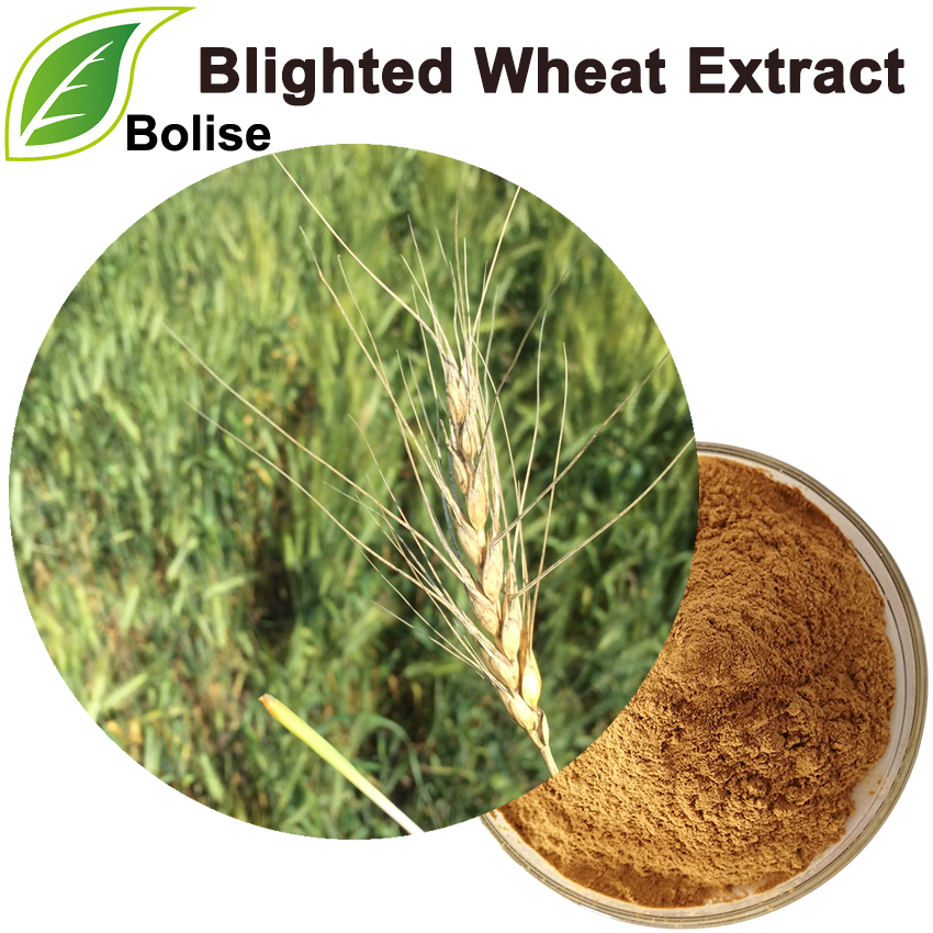 ສານສະກັດຈາກ Wheat Blighted