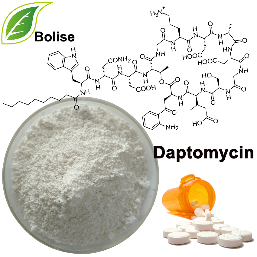 Daptomycine