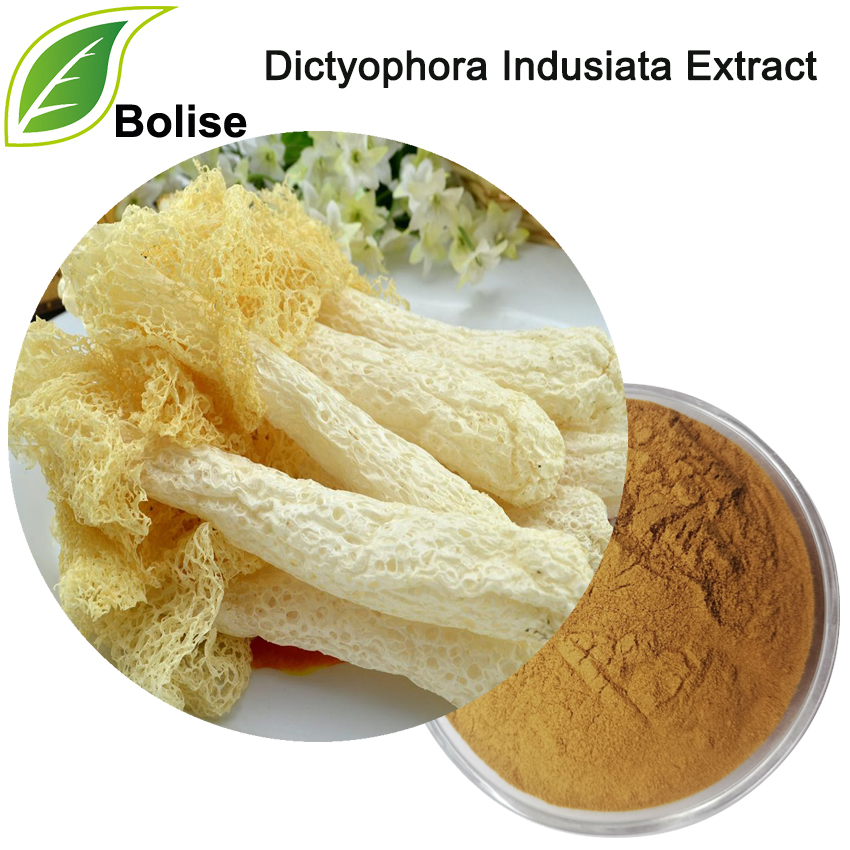 Dictyophora Indusiata Extract