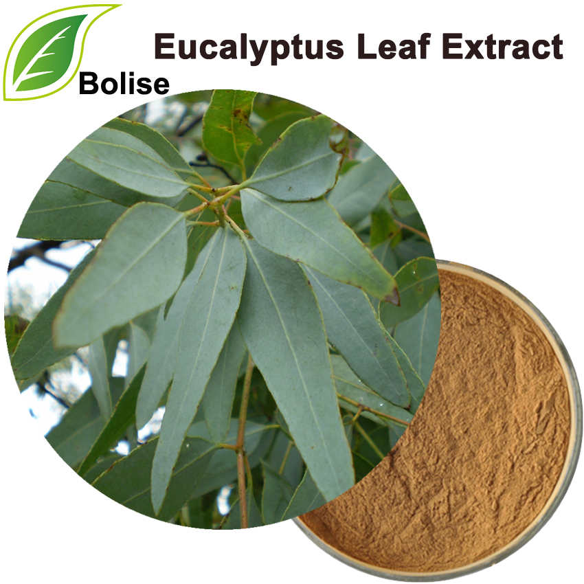 Ekstrak Daun Eucalyptus