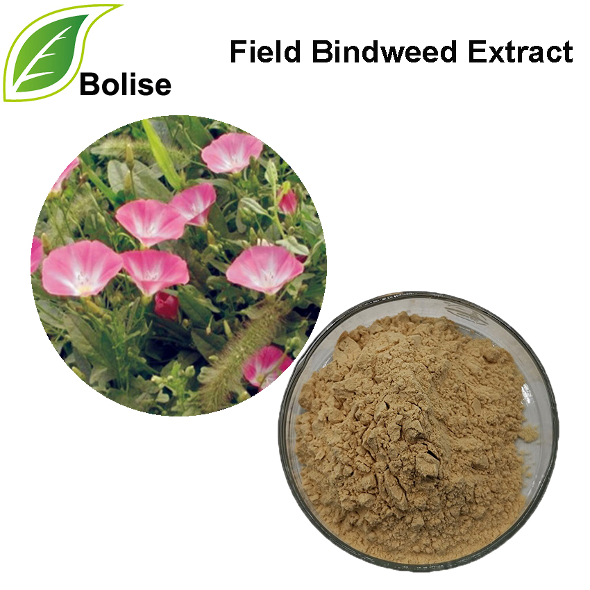 Field bindweed ექსტრაქტი