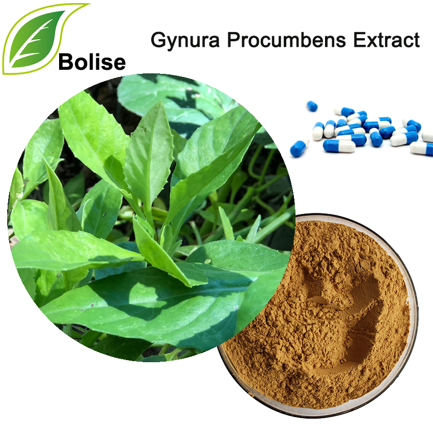 Gynura Procumbens Extract