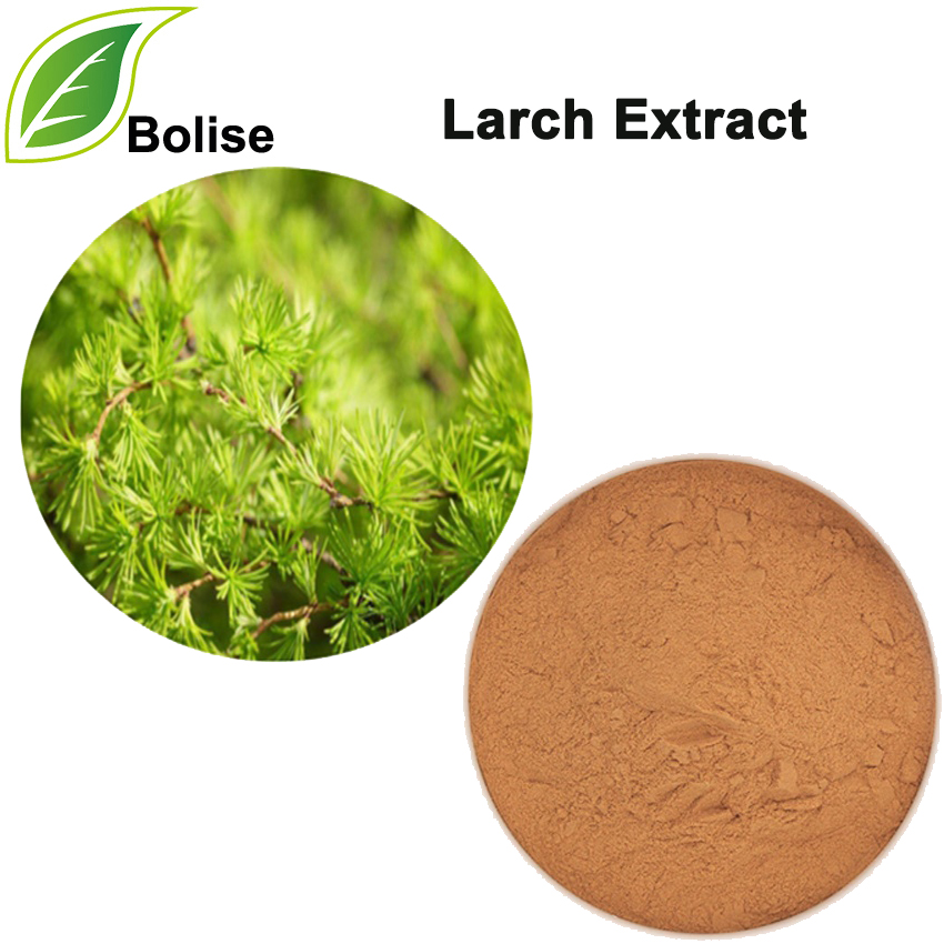 Larch Extract