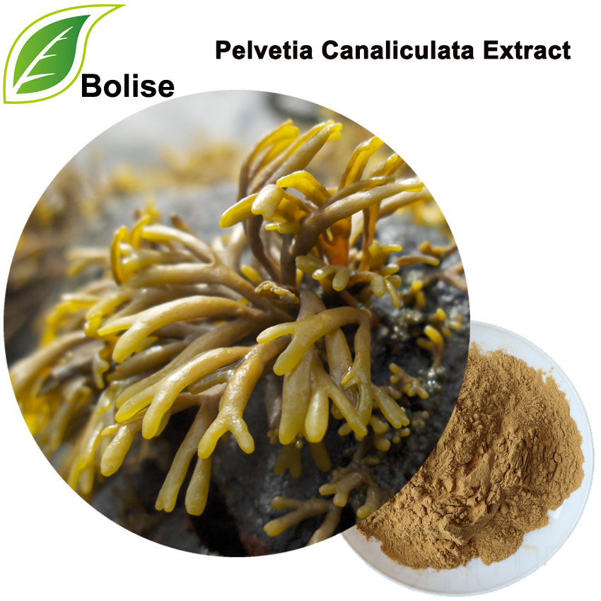 Pelvetia Canaliculata ekstrakt