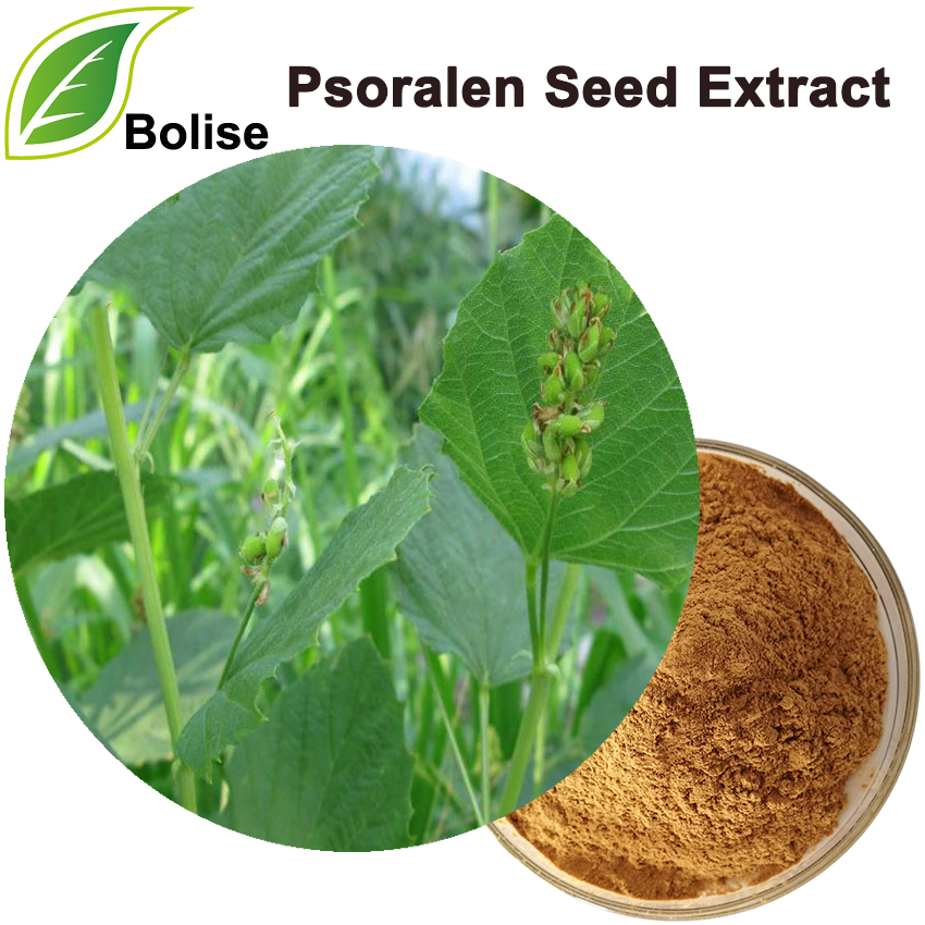Extracto de sementes de Psoralen