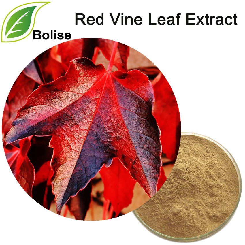 Extract ng Red Vine Leaf