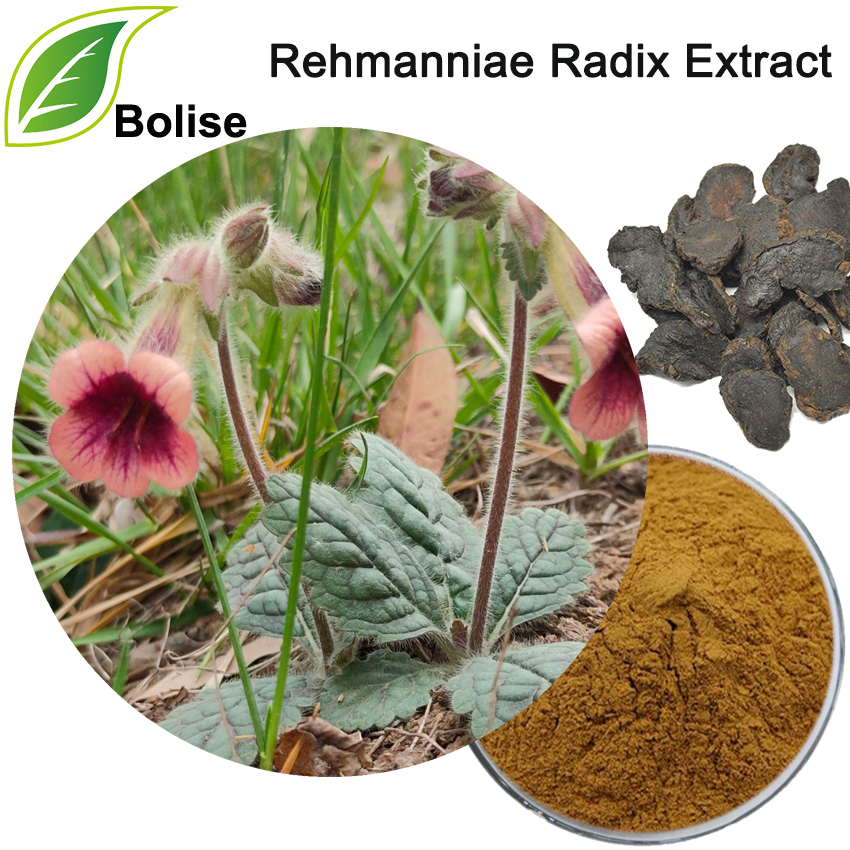Rehmanniae Radix ekstrakt