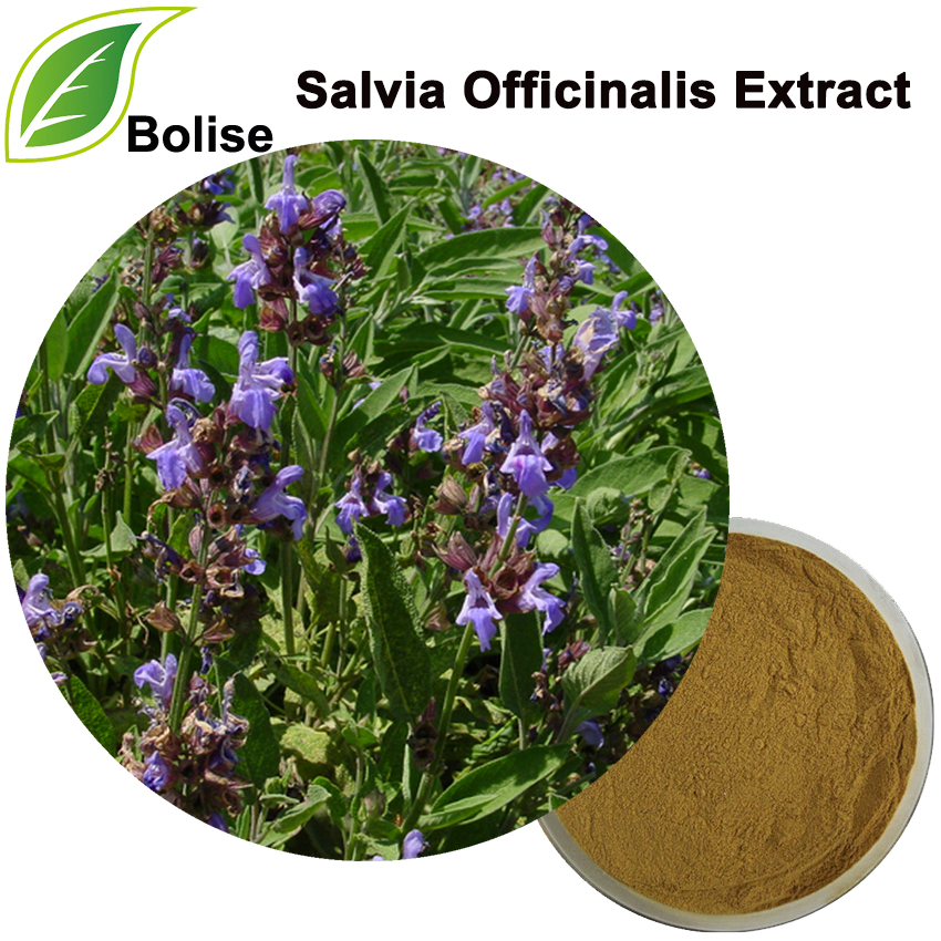 สารสกัดจาก Salvia Officinalis