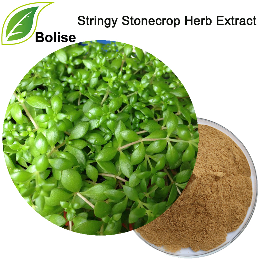 Ekstrak Herbal Stonecrop Stringy