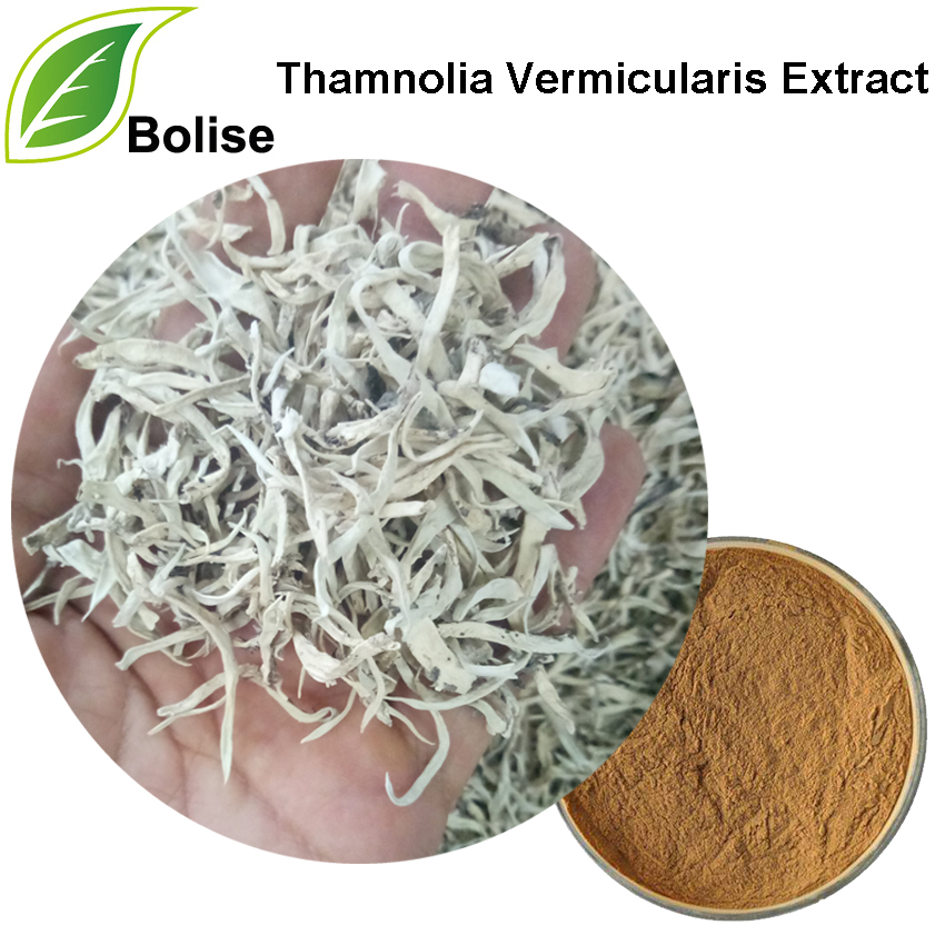 Extracto de Thamnolia Vermicularis