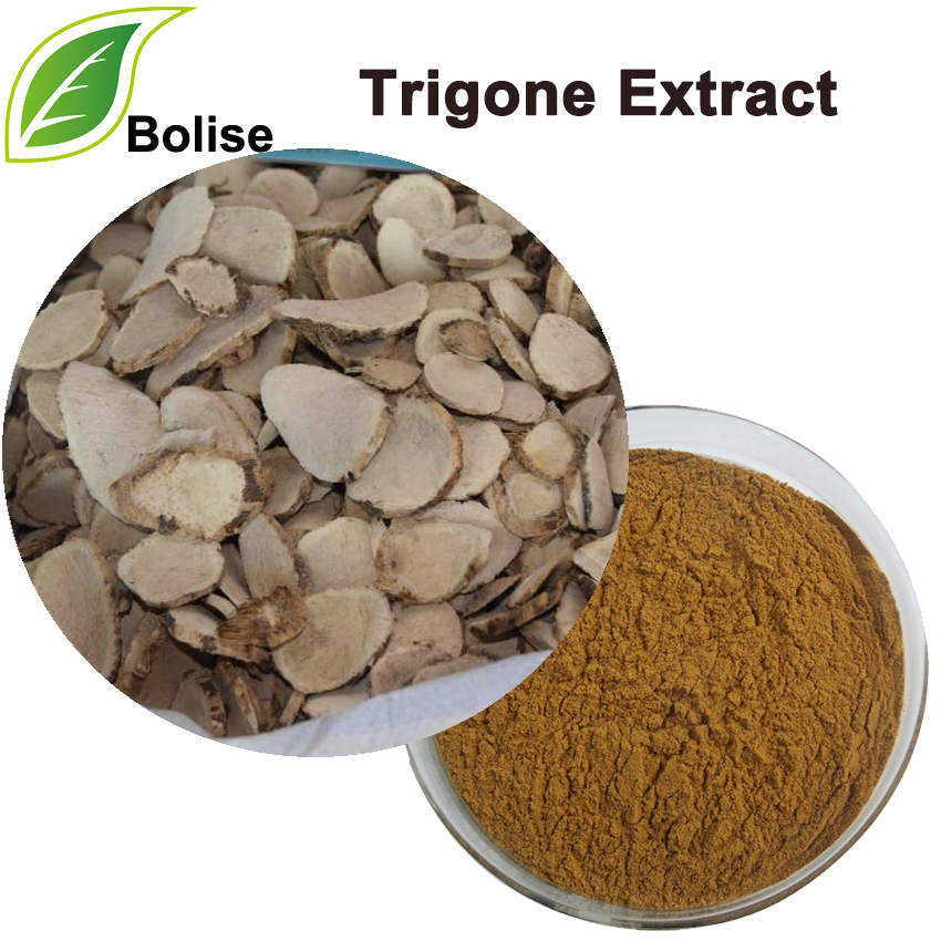 Trigone Extract