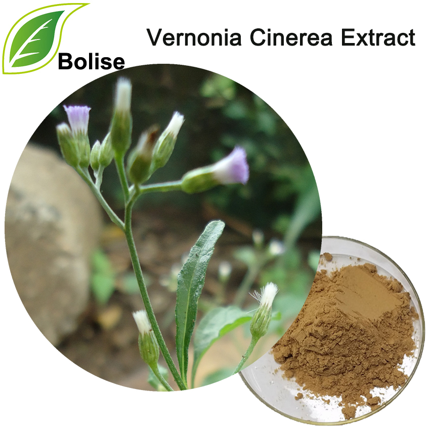 Detholiad Vernonia Cinerea