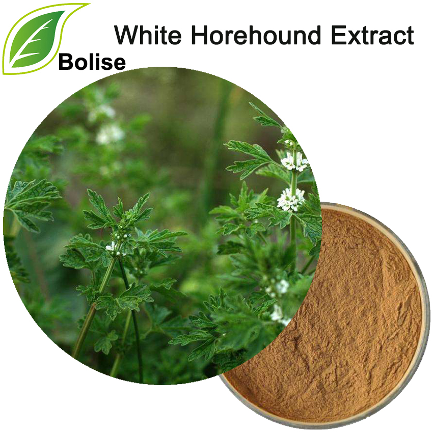 Weißer Andorn-Extrakt (Marrubium Vulgare-Extrakt)