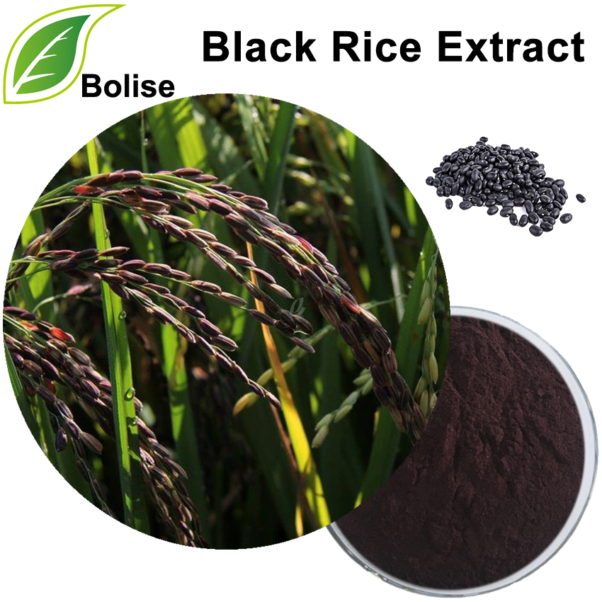 Extracto de arroz negro