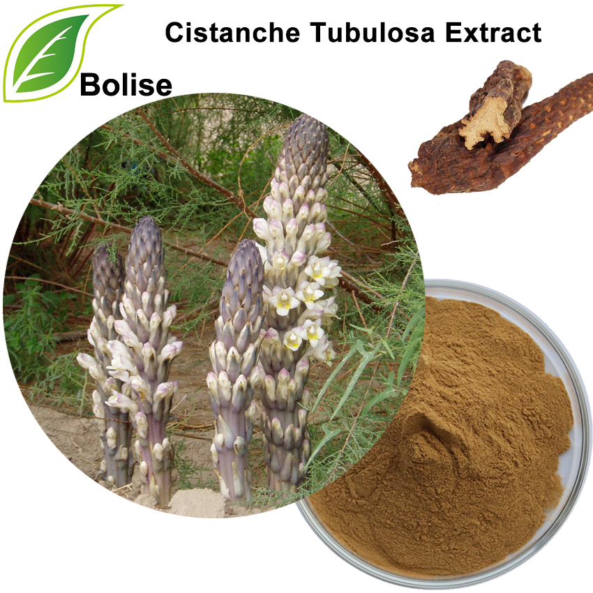 Cistanche Tubulosa Extract