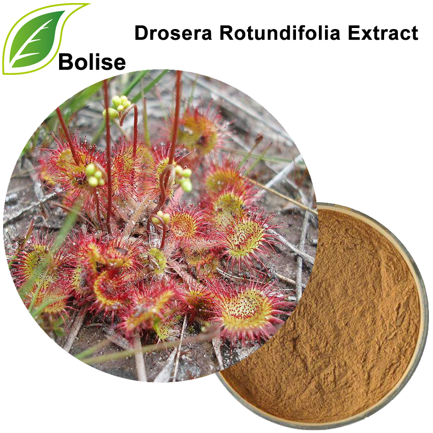 Drosera Rotundifolia (Sundew) Powder or Extract Drosera Rotundifolia (Sundew) Powder or Extract