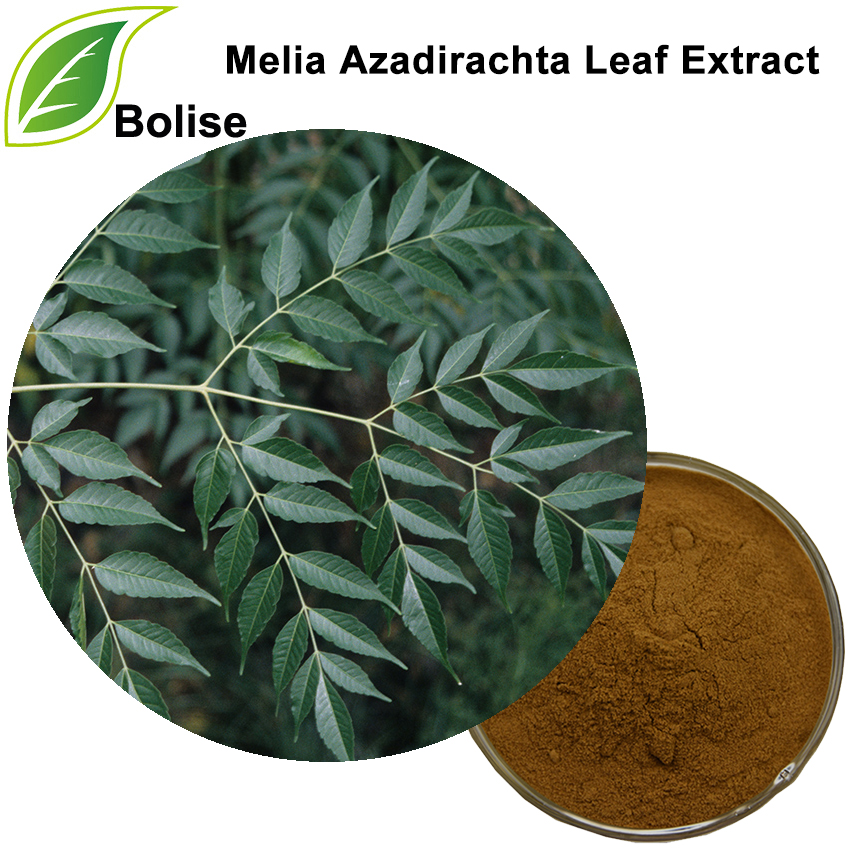 Melia Azadirachta Leaf Extract