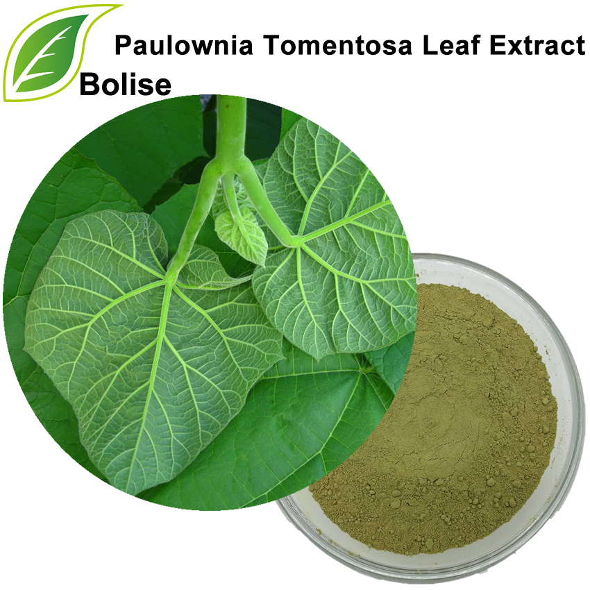 Paulownia Tomentosa Leaf Extract