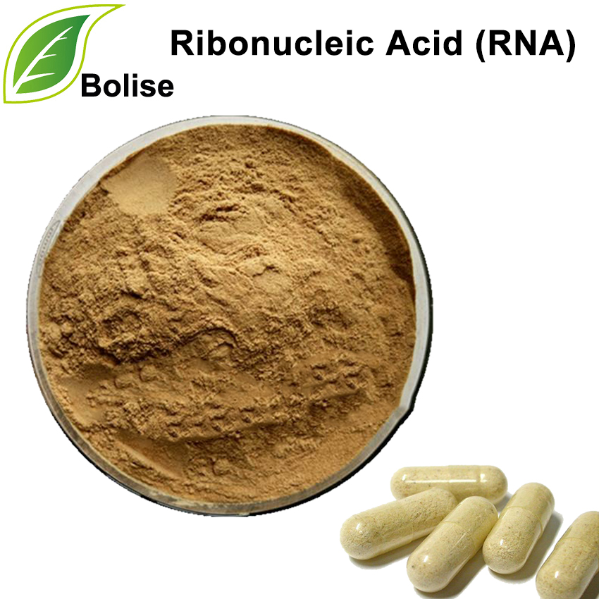 Axit Ribonucleic (RNA)