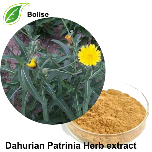 Soosaarka Dahurian Patrinia Dhirta (Whiteflower Patrinia Herb Extract)