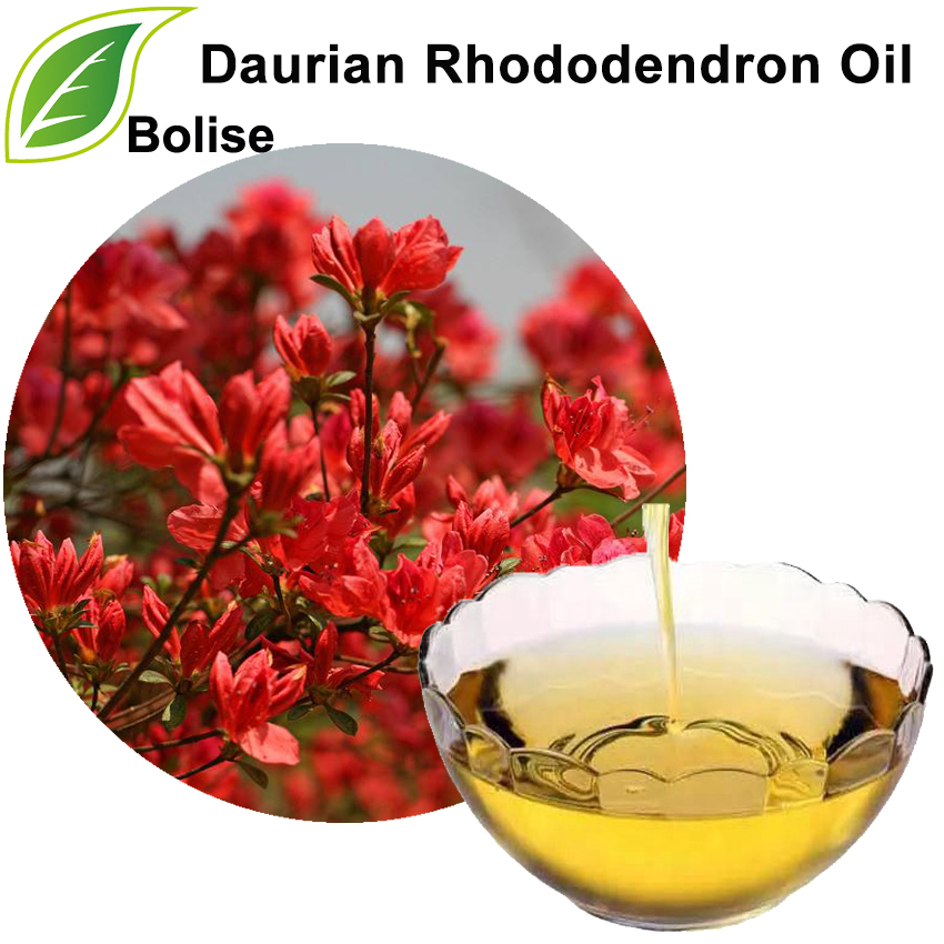 Daurianský rododendronový olej