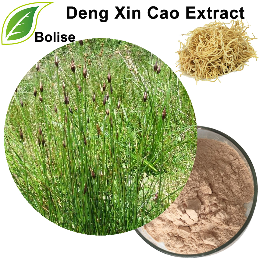 Deng Xin Cao ekstrakt