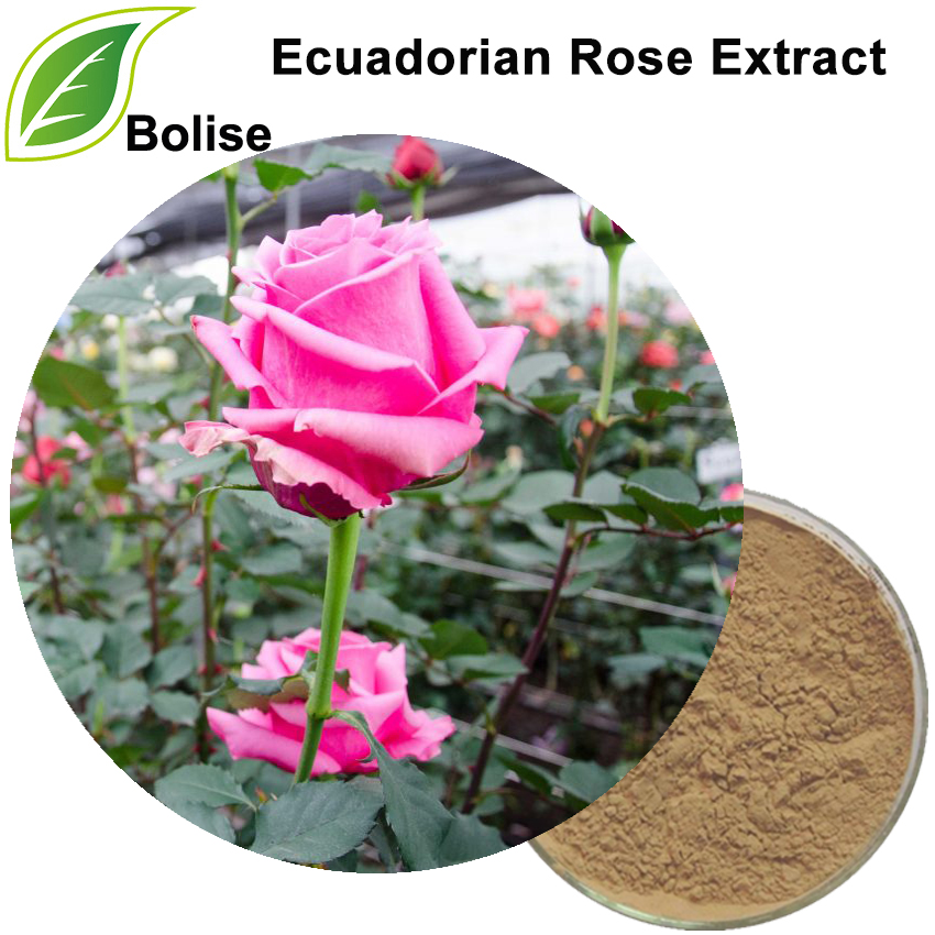 Extracto de rosa ecuatoriana
