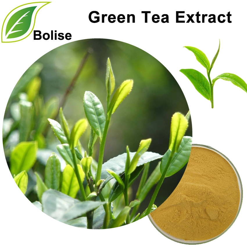 Green Tea Extract