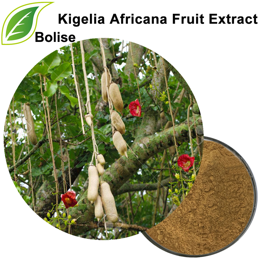 Ekstrakt frutash Kigelia Africana