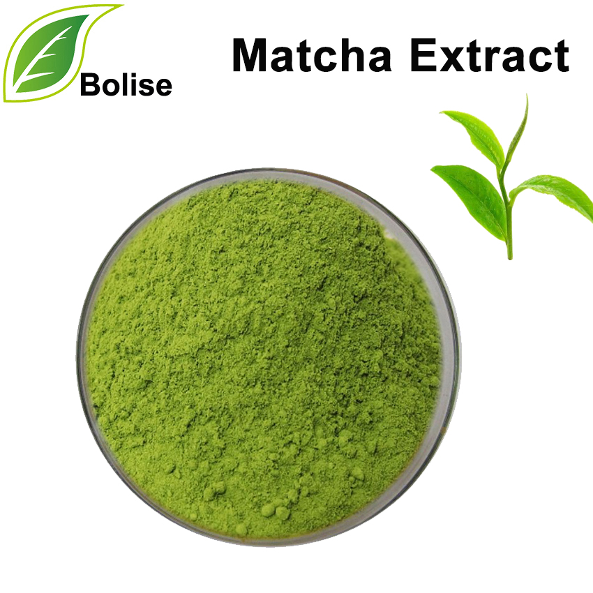 Matcha çıxarış