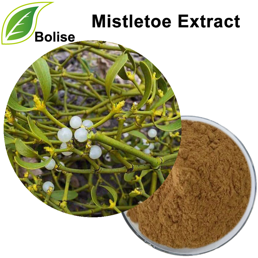 Ekstrak Mistletoe