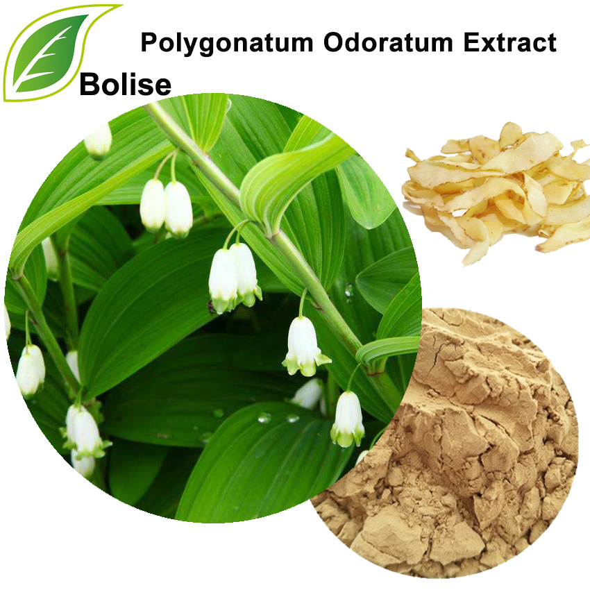 عصاره Polygonatum Odoratum